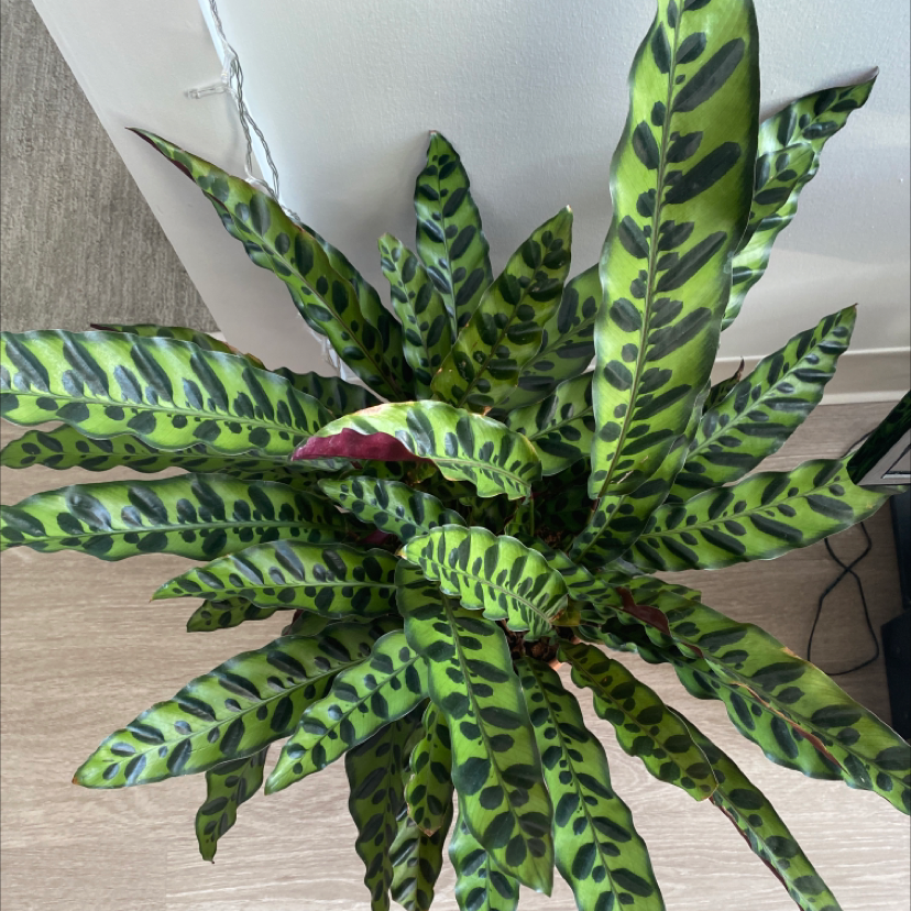 Rattlesnake Plant plant photo by @AnnaLovesVoting named Micah on Greg, the plant care app.