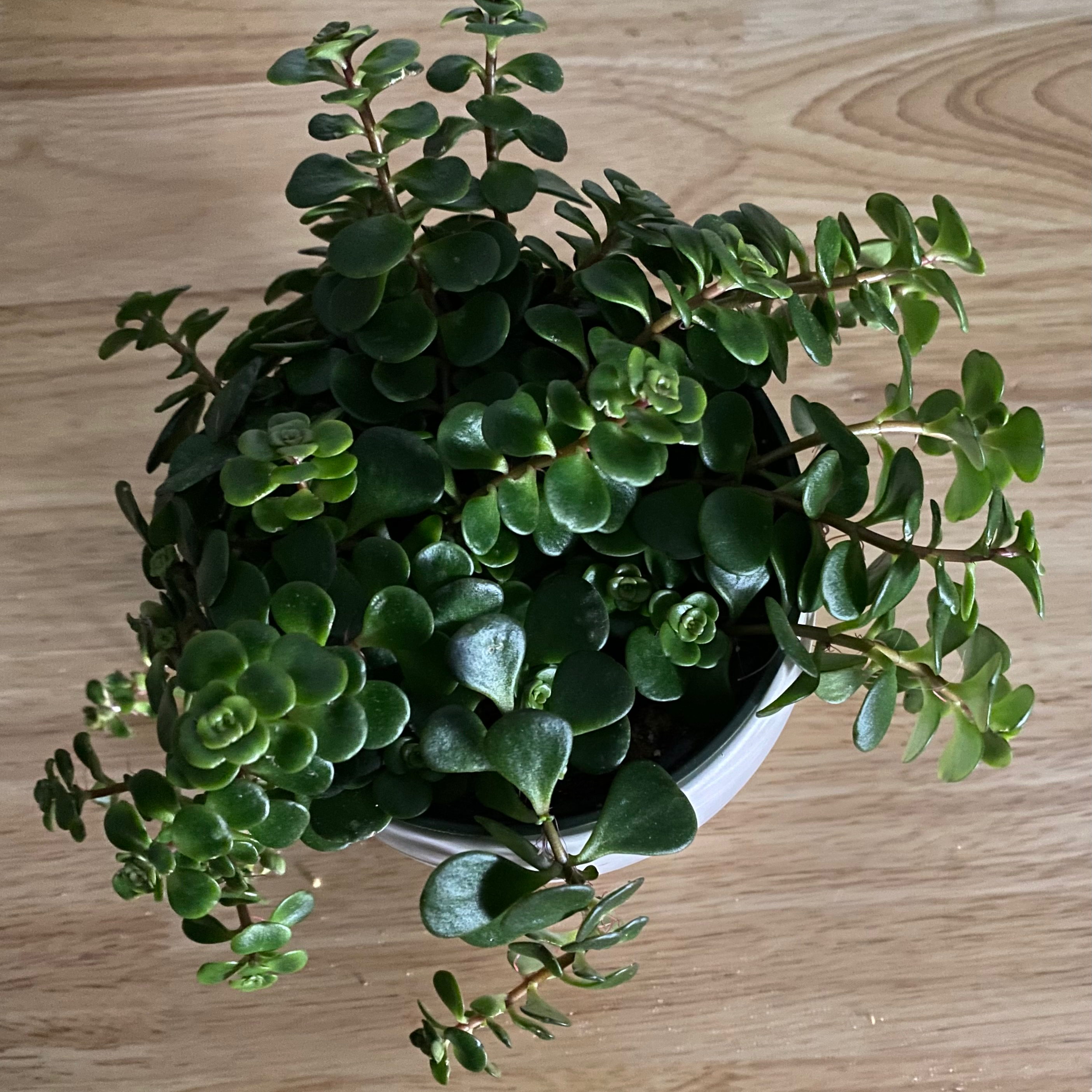 Healthy Chinese Sedum plant in a pot with green leaves.