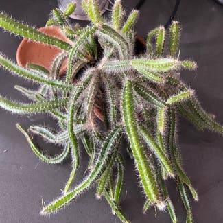 Dog Tail Cactus plant in Portsmouth, New Hampshire