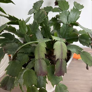 Schlumbergera Truncata plant photo by Cathy named Holly on Greg, the plant care app.