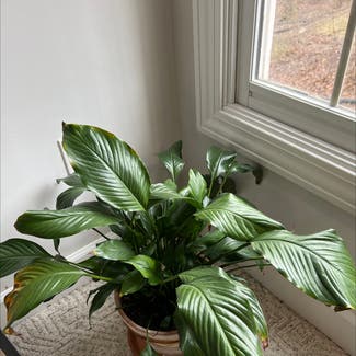 Peace Lily plant in Middlebury, Indiana