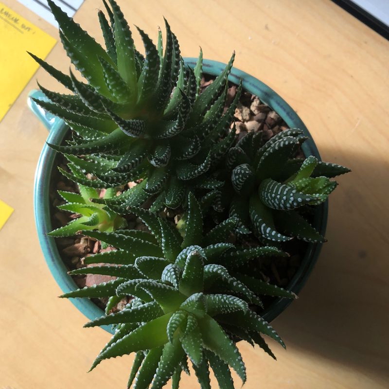 Close-up of a healthy Haworthia fasciata succulent plant with striped leaves in a blue pot.