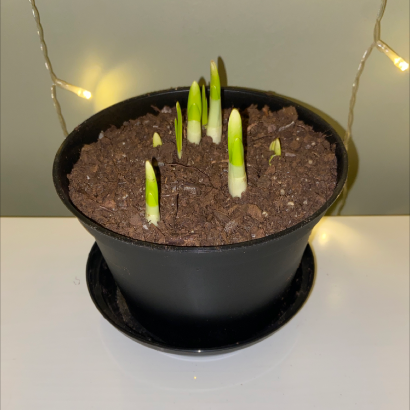 Potted Paper White Narcissus with green shoots emerging from the soil.