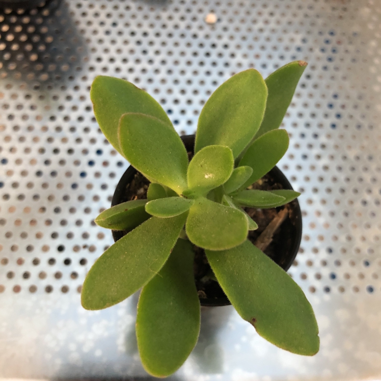 Top view of a healthy Crassula cotyledonis succulent in a small pot on a perforated metal surface.
