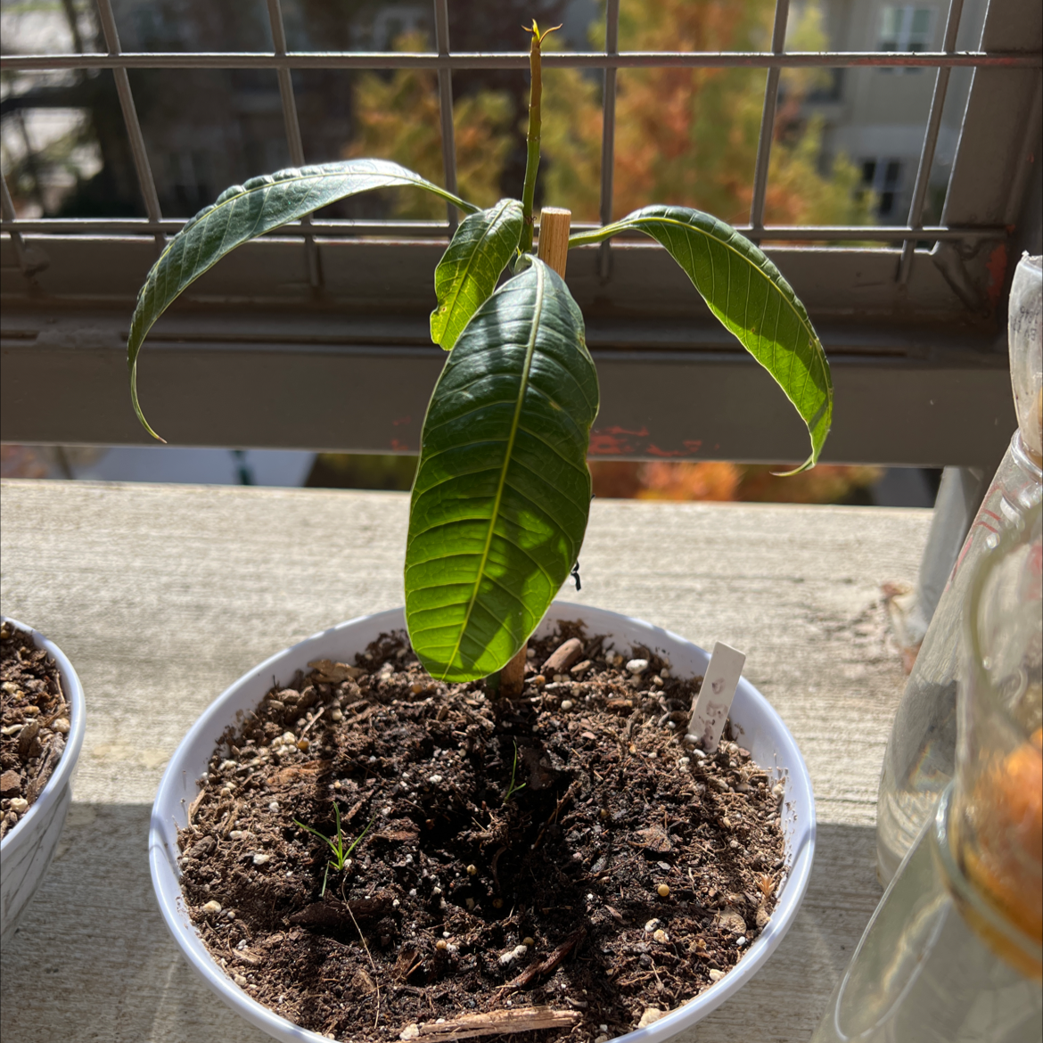 Mango plant photo by @Sxy69 named Mango on Greg, the plant care app.