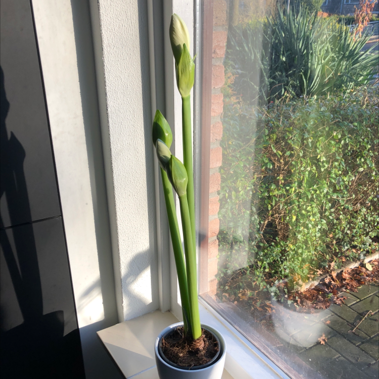 Potted plant with tall green stems and buds on a windowsill.