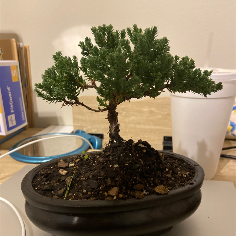 Potted Creeping Juniper bonsai with dense green foliage, healthy appearance.