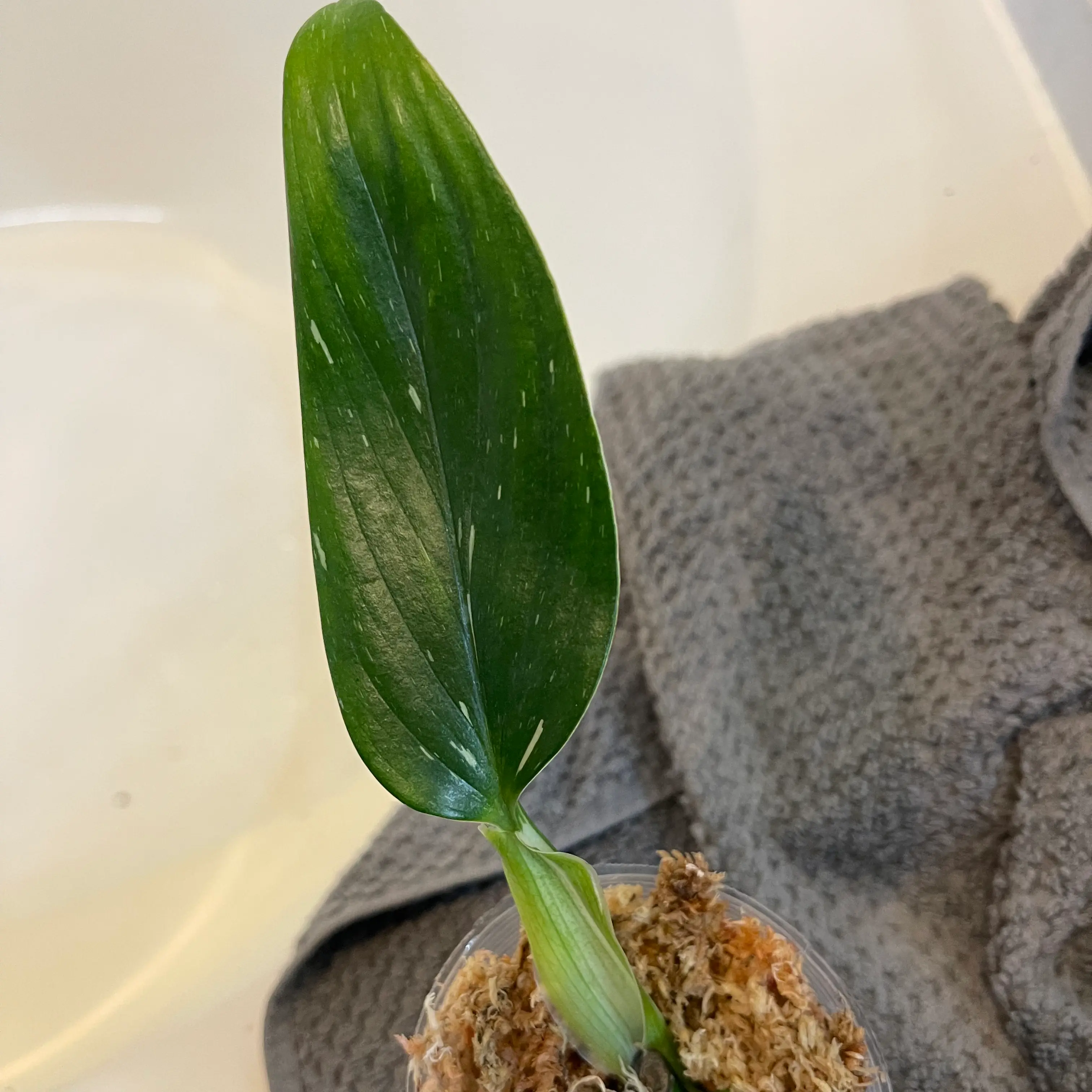 Monstera Cobra plant with a single green leaf in a small container with visible soil.