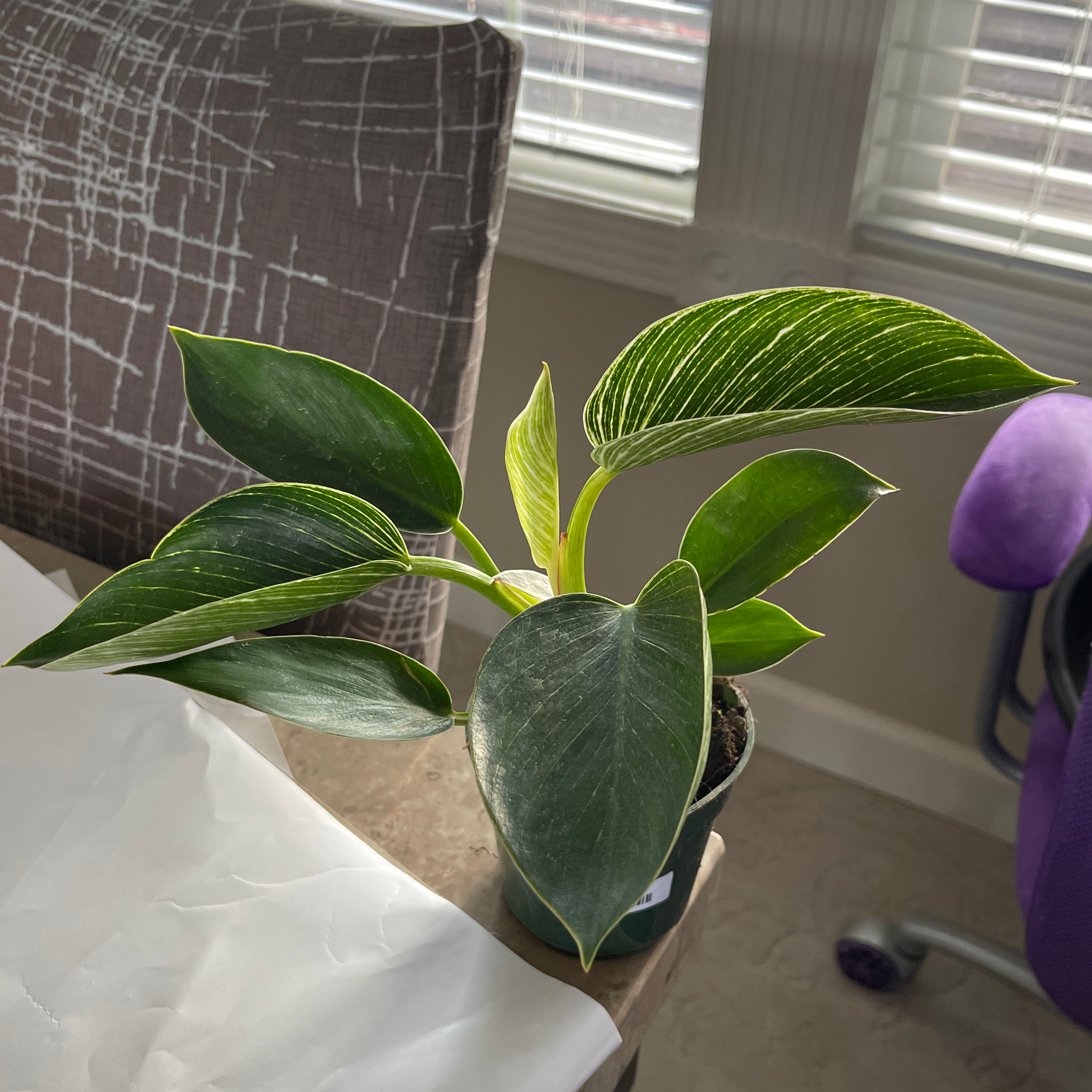 Philodendron Birkin plant photo by @WhitneyWanders named Birkin on Greg, the plant care app.