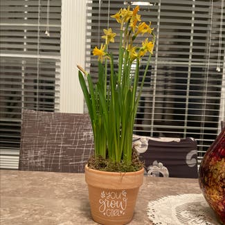 Daffodil plant in Boise, Idaho