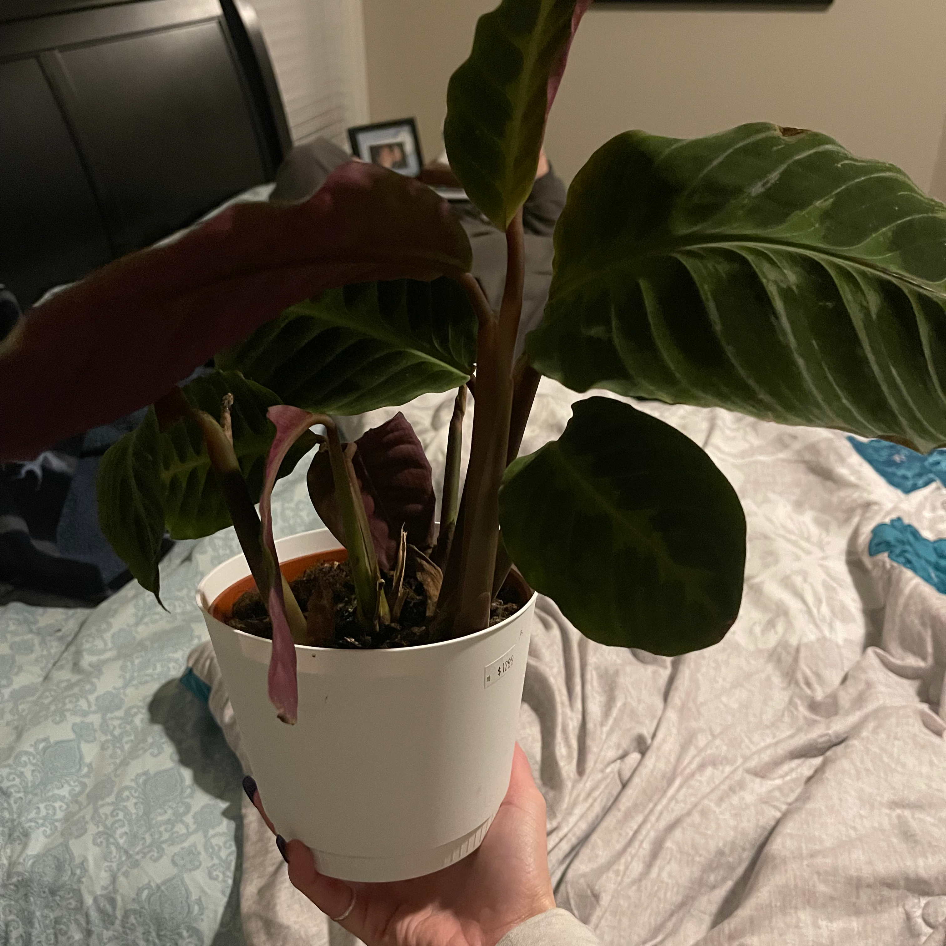 Jungle Velvet plant photo by @WhitneyWanders named Velvet on Greg, the plant care app.
