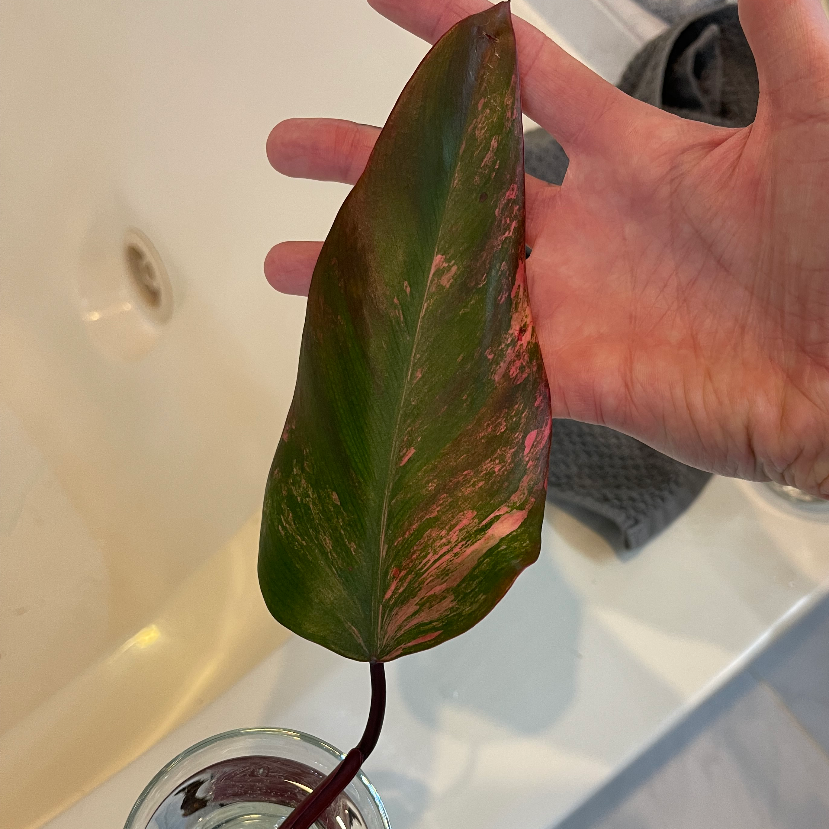 A hand holding a leaf of a Strawberry Shake Philodendron with green and reddish-pink coloration.