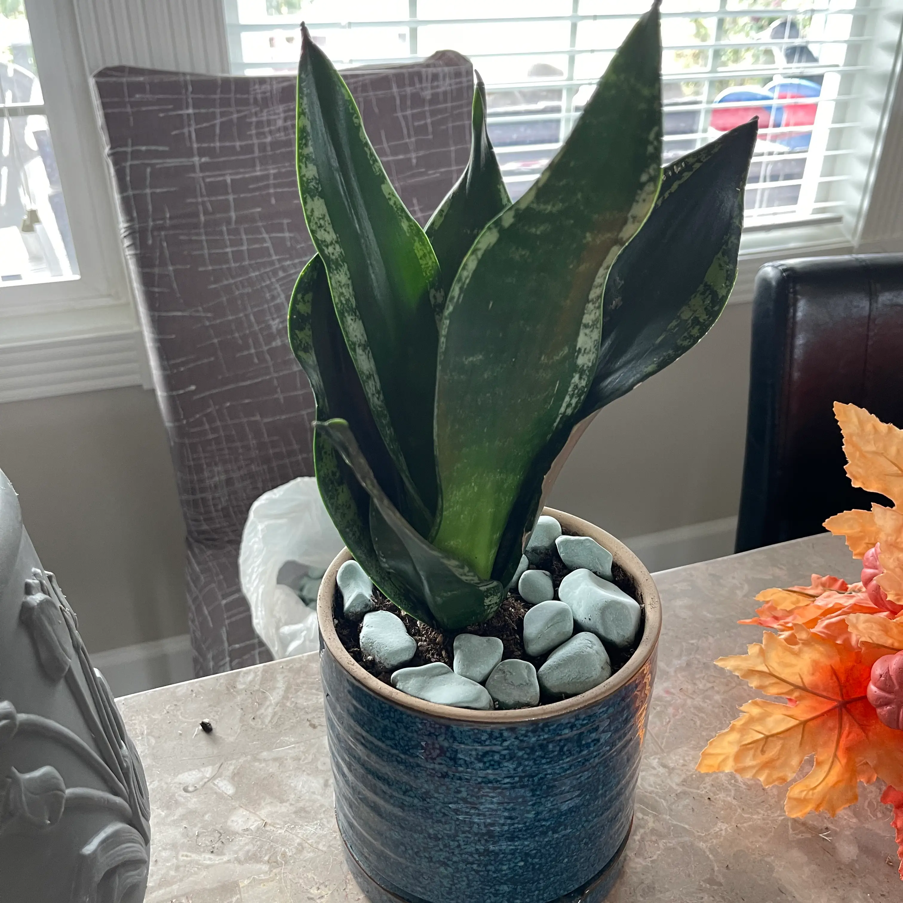 Whitney Sansevieria plant photo by @WhitneyWanders named Whitney on Greg, the plant care app.