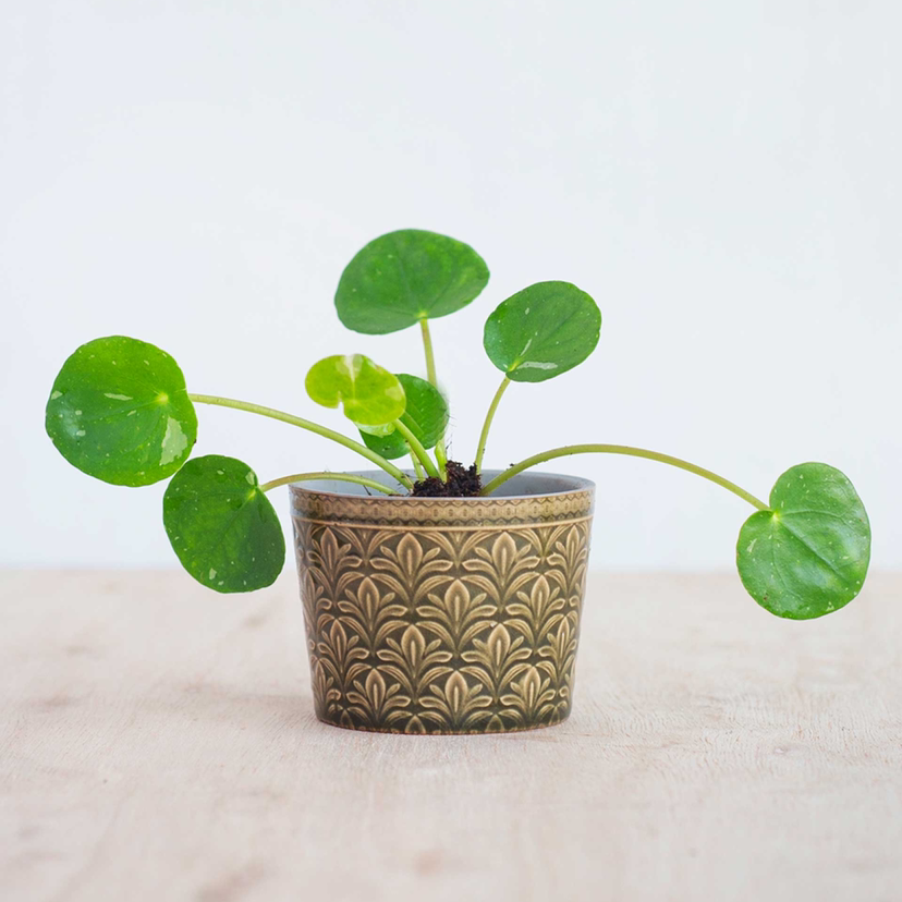 Beetle Peperomia plant in a decorative pot with vibrant green leaves.