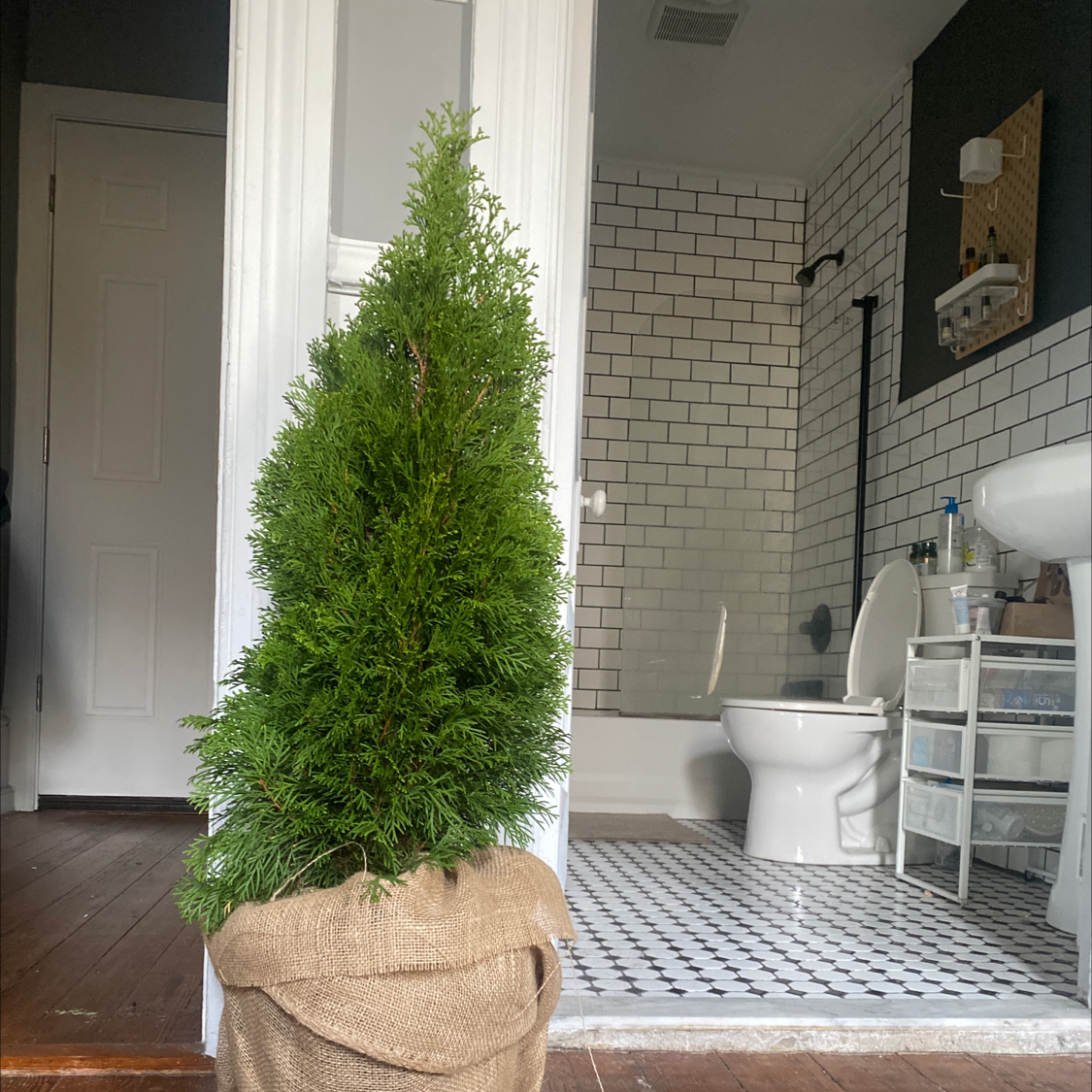 Emerald Green Arborvitae in a burlap-wrapped pot placed indoors near a bathroom.