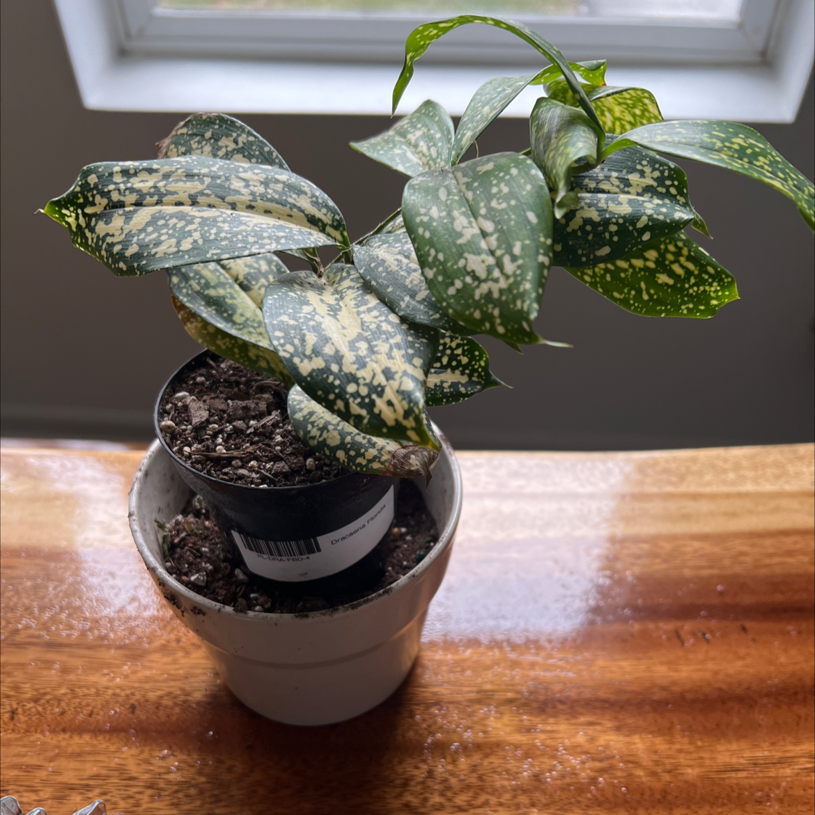 Dracaena 'Florida Beauty' plant in a small pot with speckled leaves.