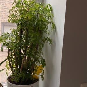 Ming Aralia plant photo by @Tess named Kitchen windowsill 1 on Greg, the plant care app.