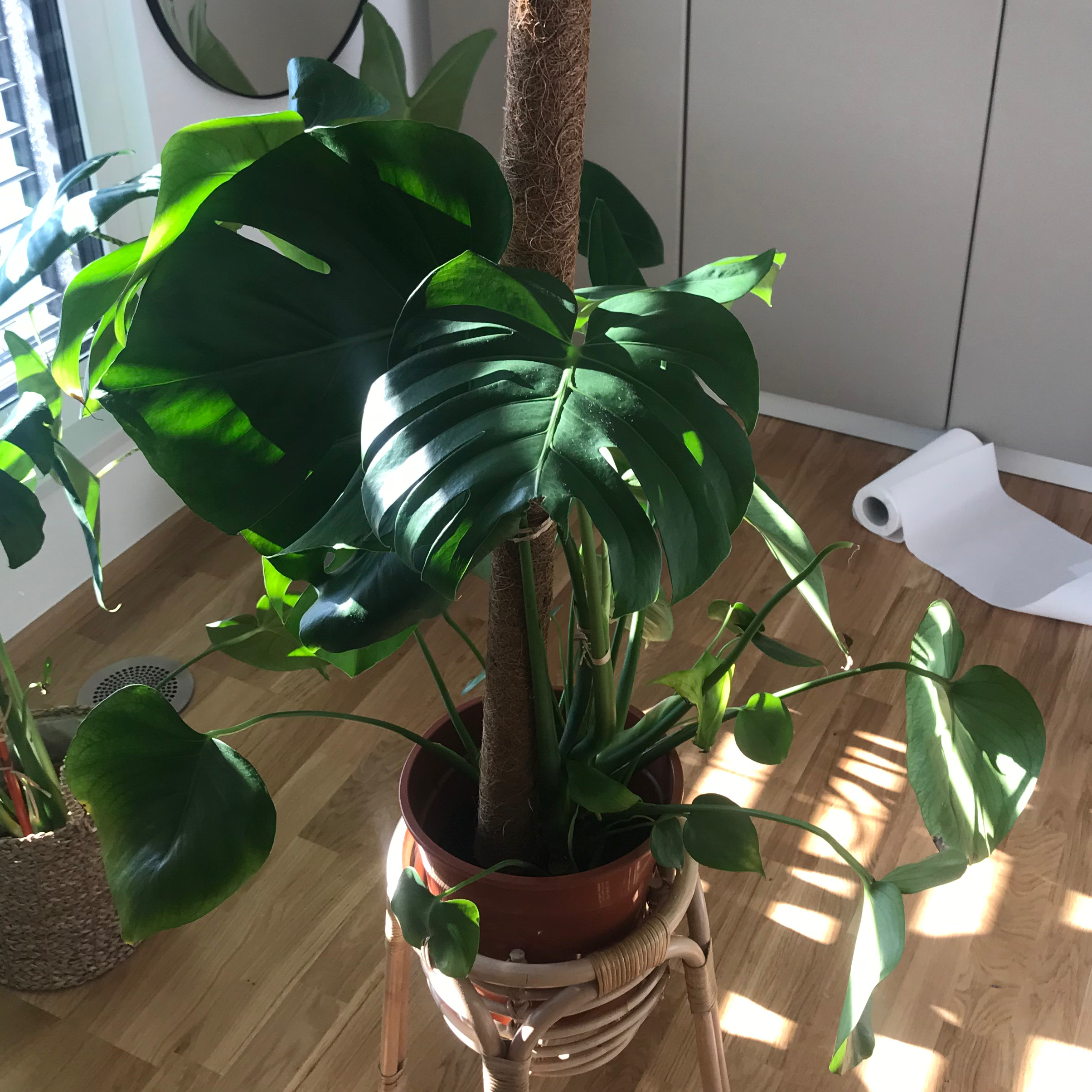 Monstera plant photo by Mara named Majda(Monstera deliciosa) on Greg, the plant care app.