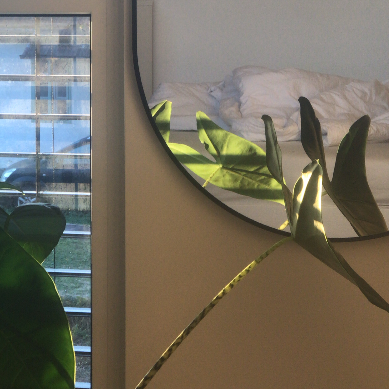 Zebra Elephant Ear plant photo by Mara named Mojca (alocasia zebrina) on Greg, the plant care app.