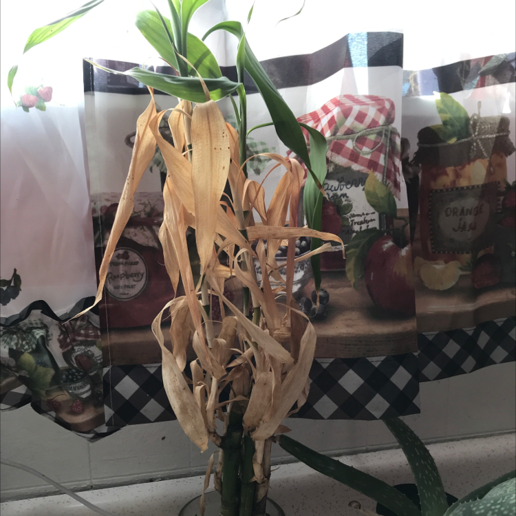 Bamboo Palm with significant browning and yellowing leaves, indicating potential health issues.