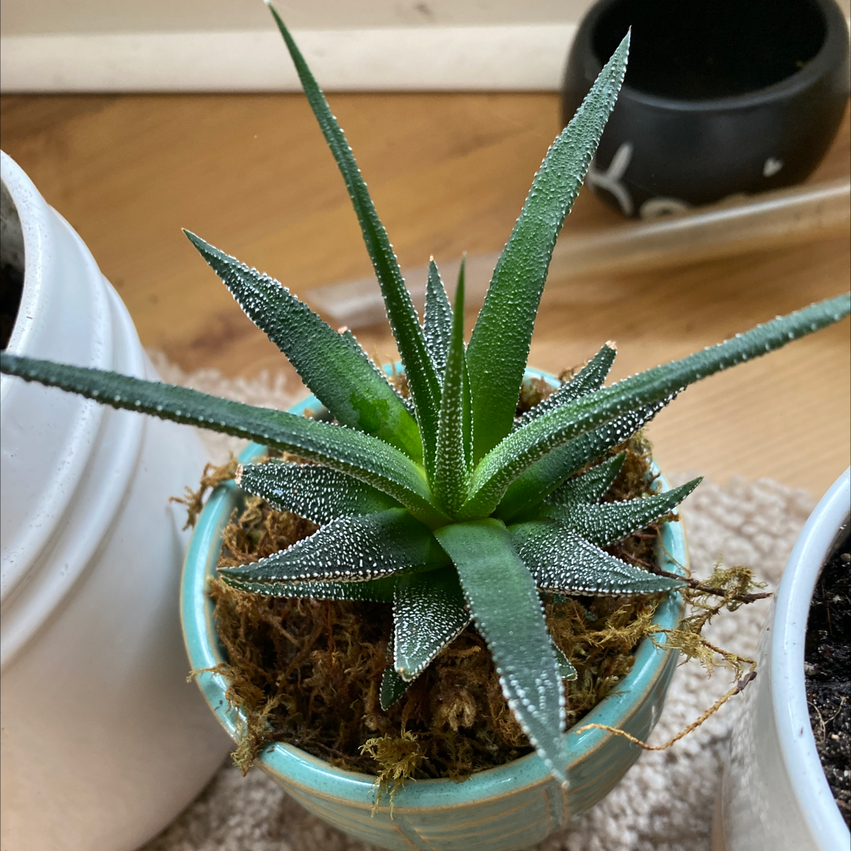 Zebra Plant plant photo by @Brooke0819 named Koa on Greg, the plant care app.