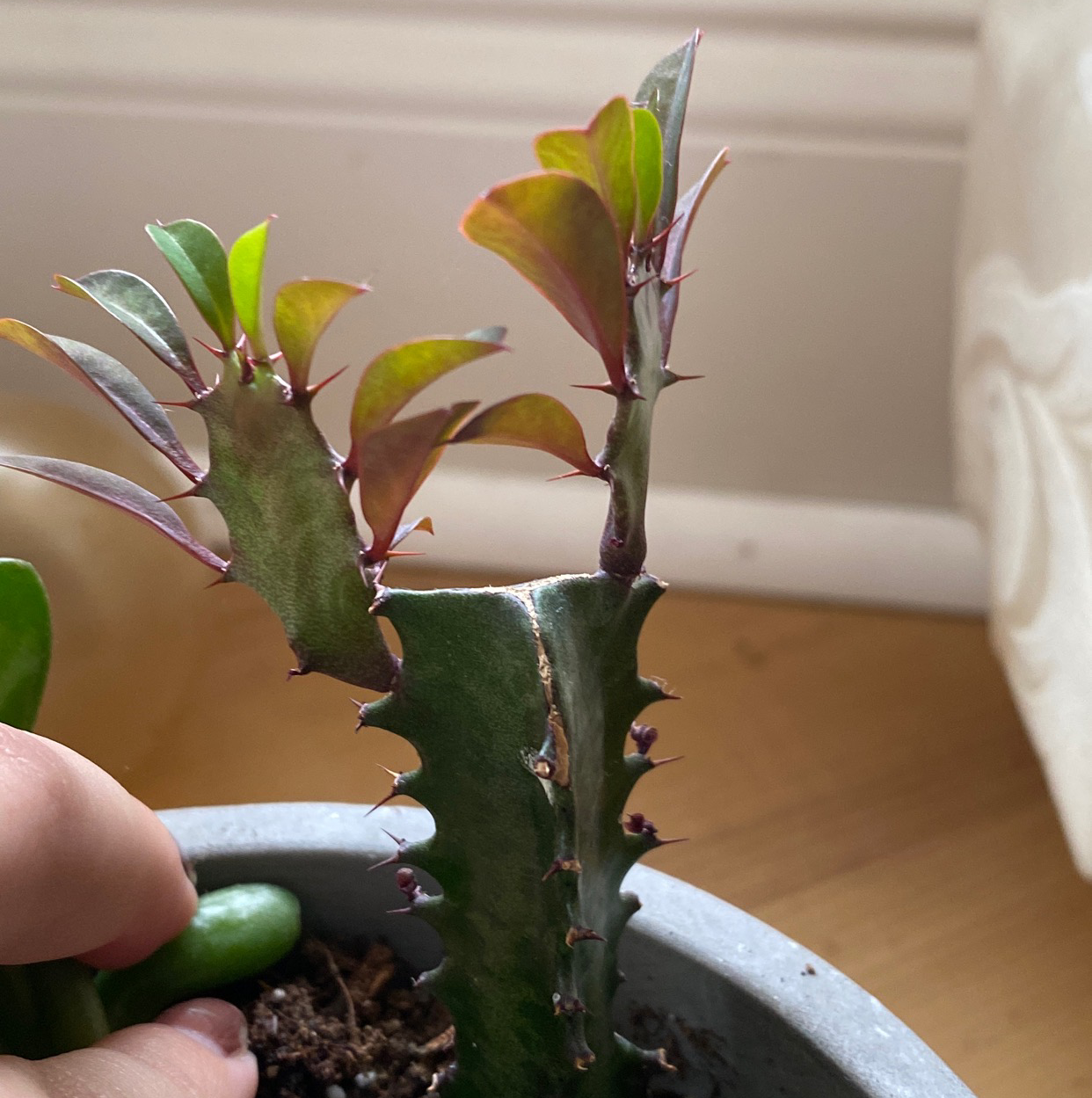 African Milk Tree plant photo by @Brooke0819 named Tyrone on Greg, the plant care app.