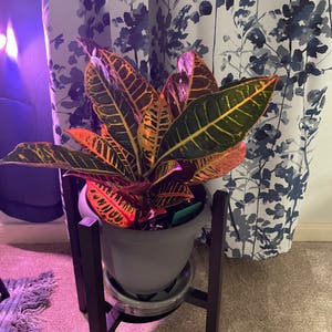 Croton 'Petra' plant photo by Mkaybuds named Cleo petra on Greg, the plant care app.