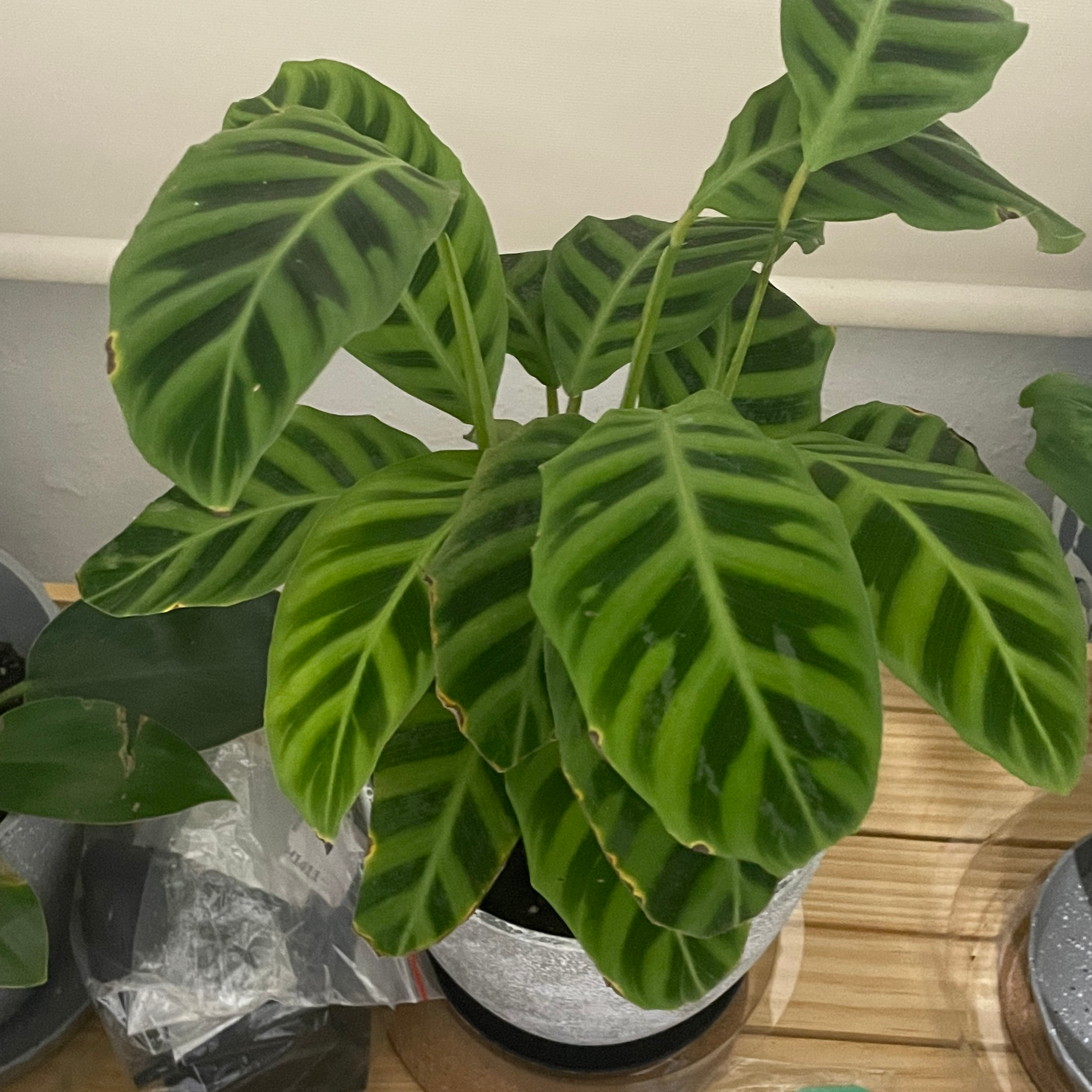 Zebra Calathea plant photo by @MkayBuds named Zeah on Greg, the plant care app.
