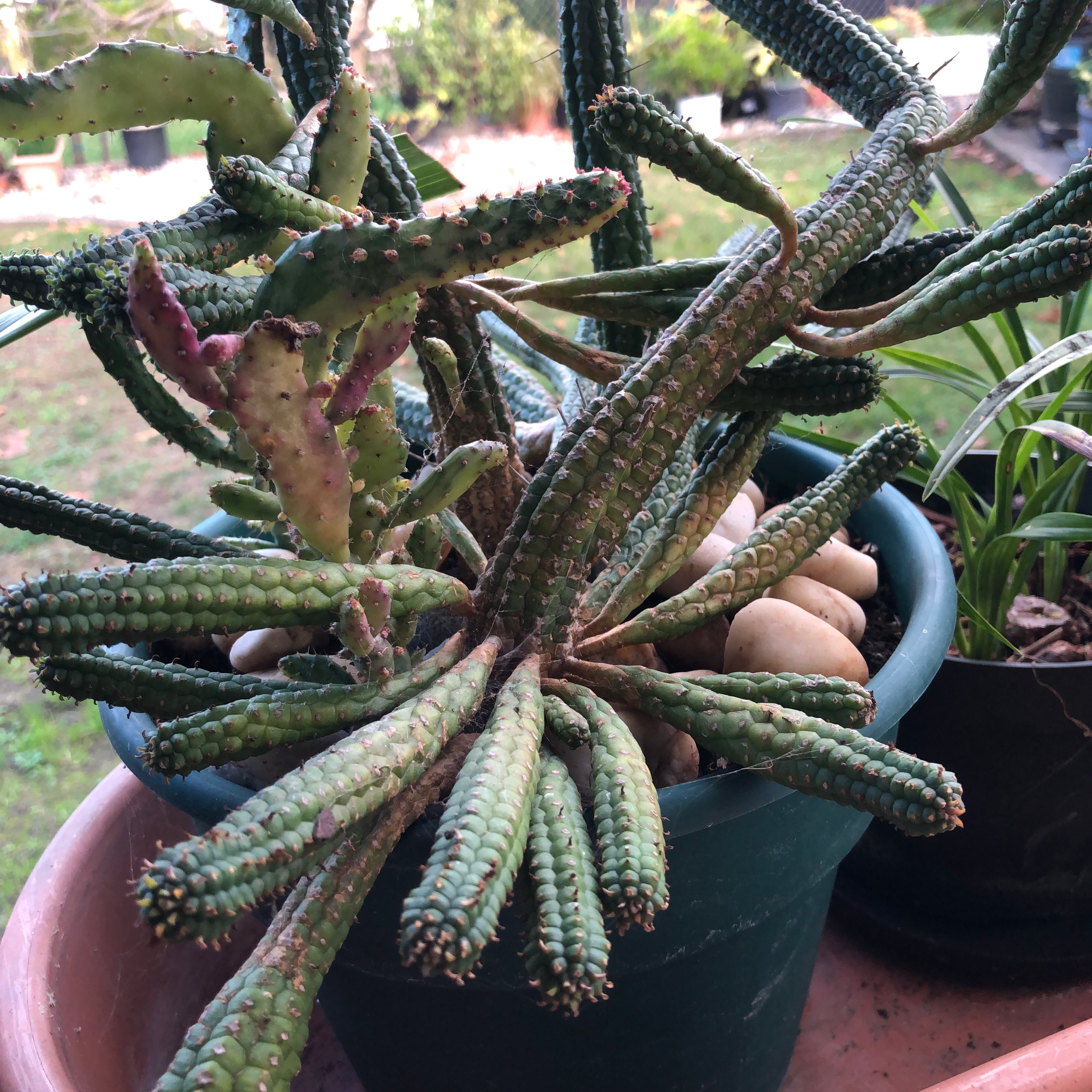 Corncob Cactus in a pot with some browning and pebbles covering the soil.