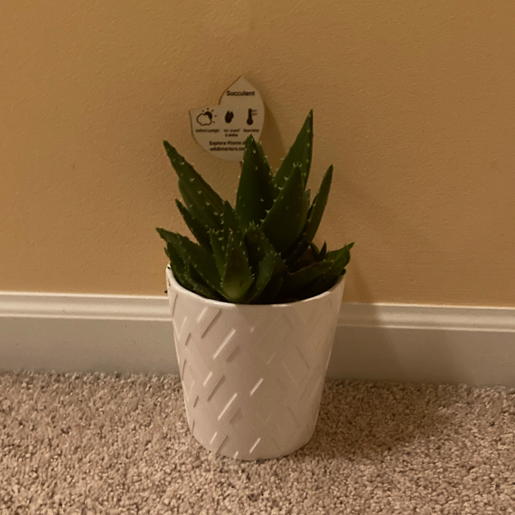 Short-Leaved Aloe plant photo by @Urmom154 named Oliver on Greg, the plant care app.
