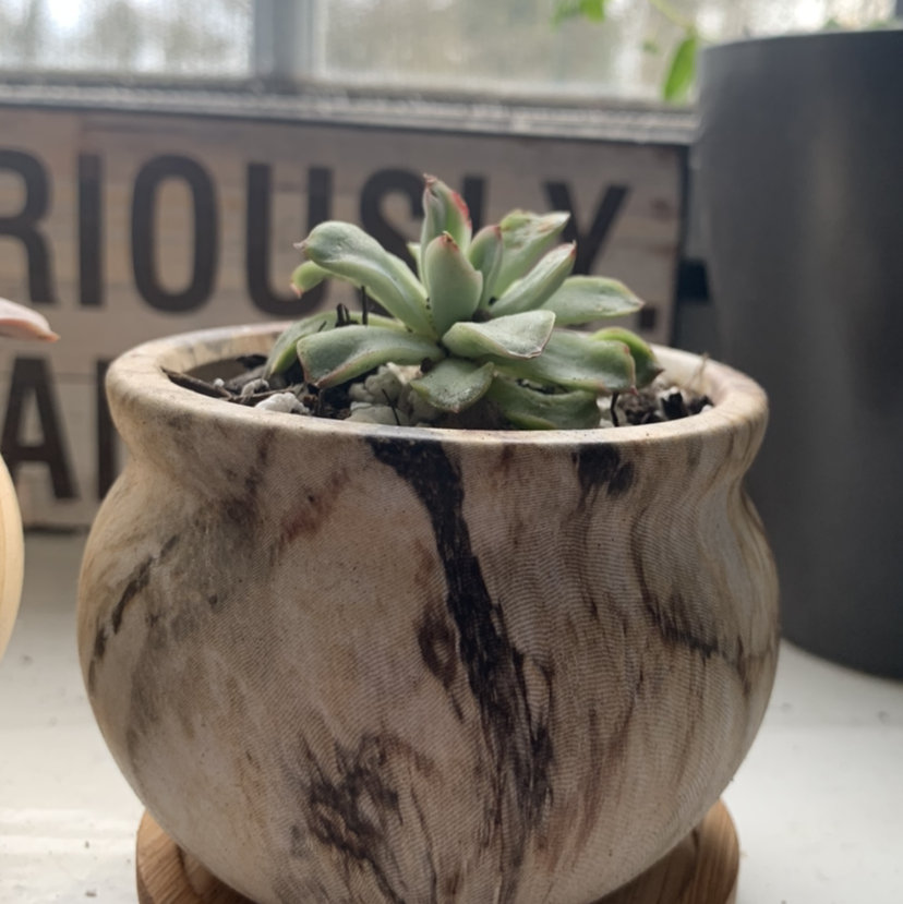 Echeveria colorata succulent in a wooden pot with visible soil, well-framed and in focus.