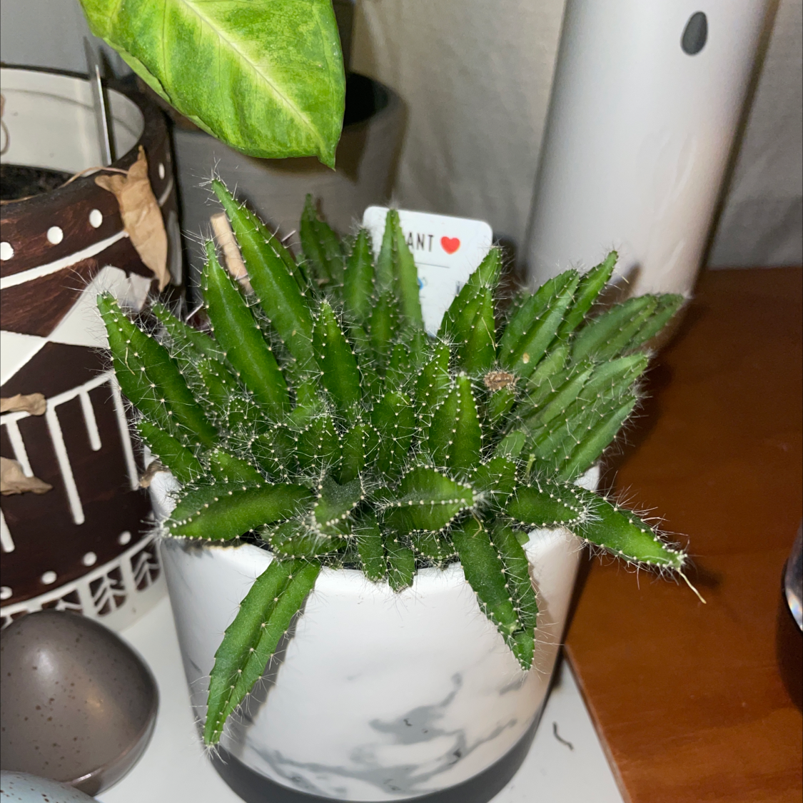 Dragonfruit plant photo by Claire named Your plant on Greg, the plant care app.