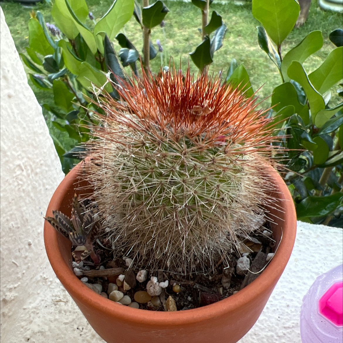 Texas Rainbow Cactus in a terracotta pot with red spines, healthy appearance.