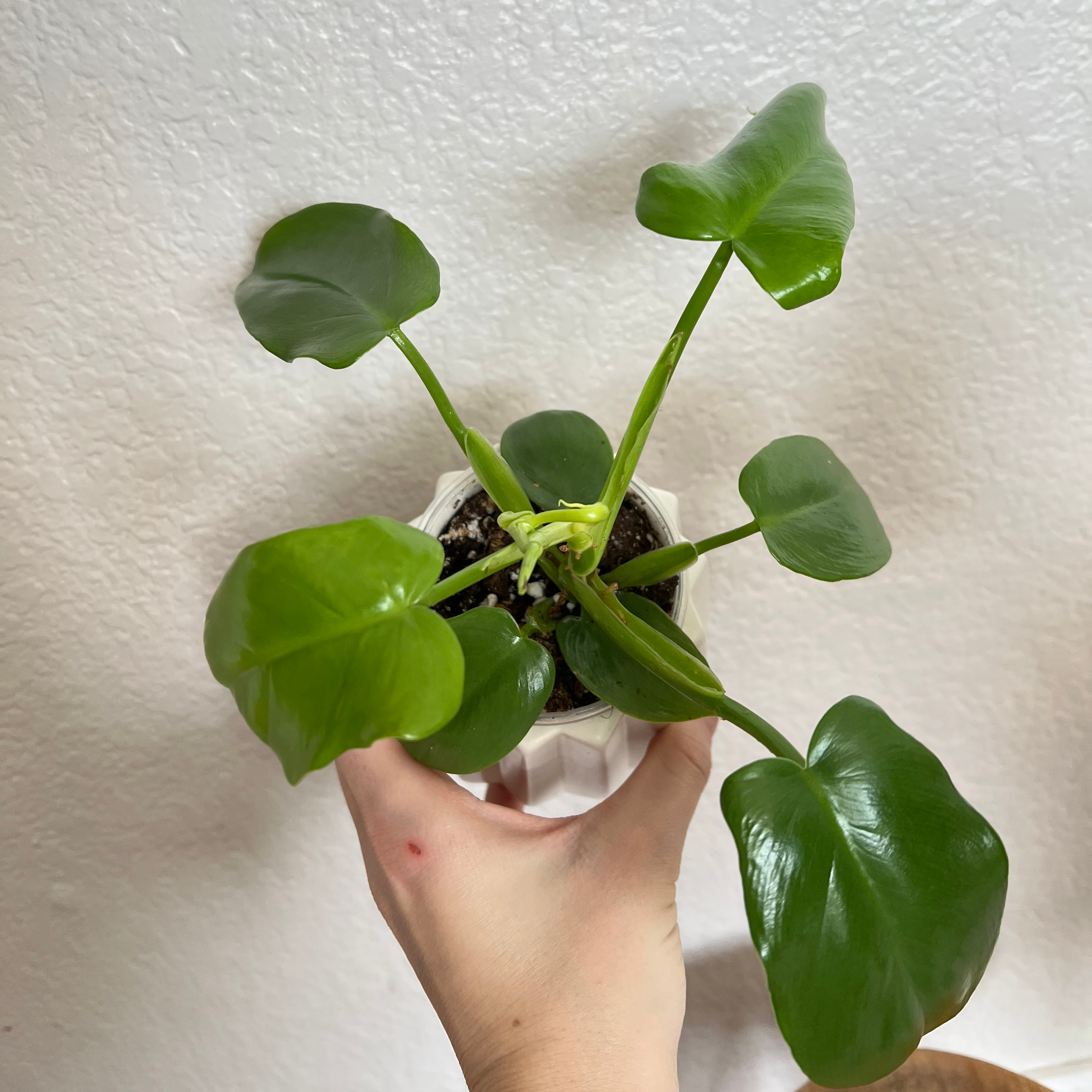 Horsehead Philodendron plant with healthy green leaves held by a hand.