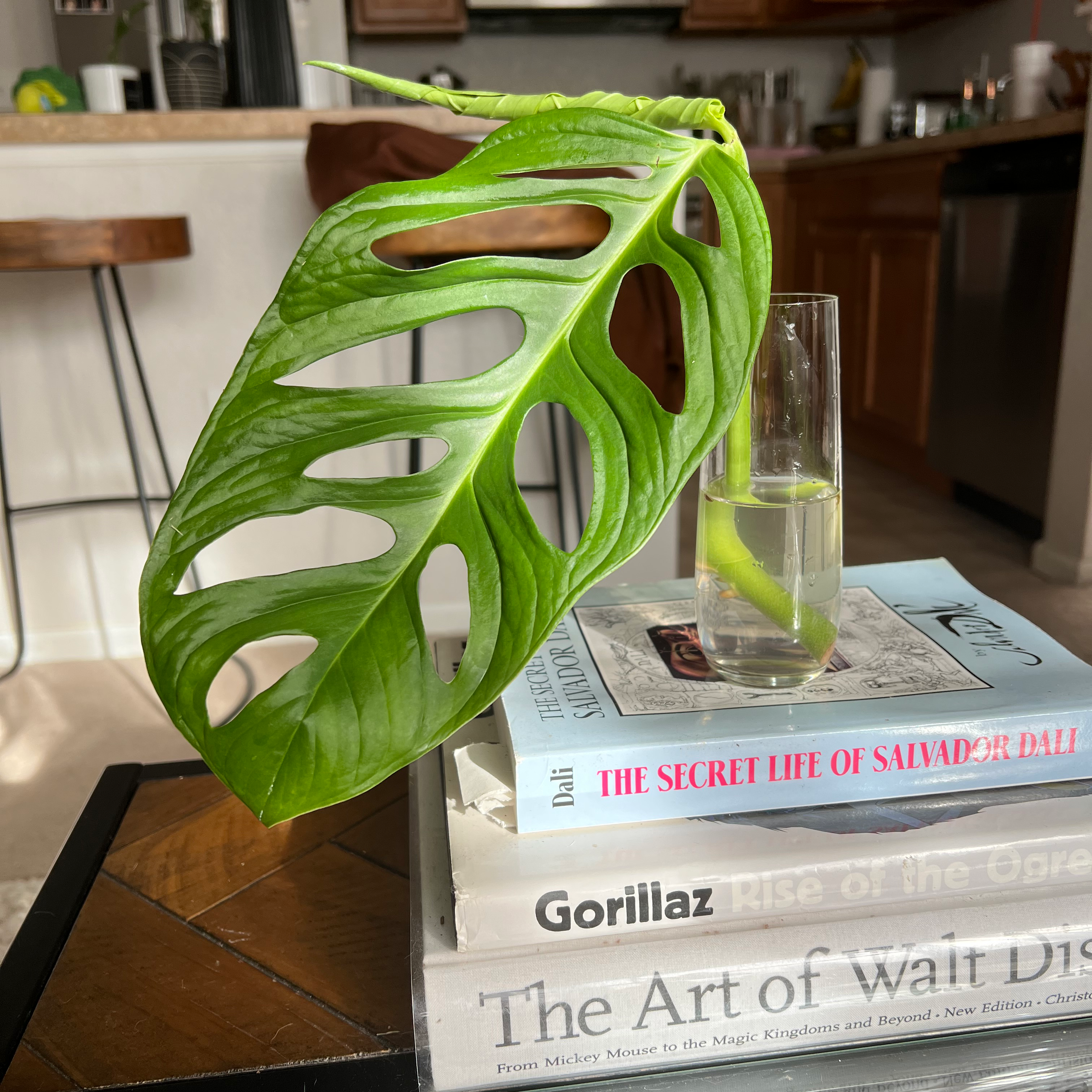 Monstera esqueleto leaf with fenestrations, indoors on a table with books and a glass of water.