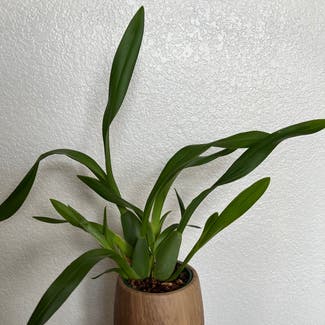 Phalaenopsis Orchid plant in Loveland, Colorado