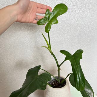 Philodendron panduriforme plant in Loveland, Colorado