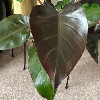 Philodendron 'Majesty' plant in Loveland, Colorado