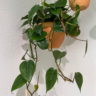 Heartleaf Philodendron plant in Loveland, Colorado