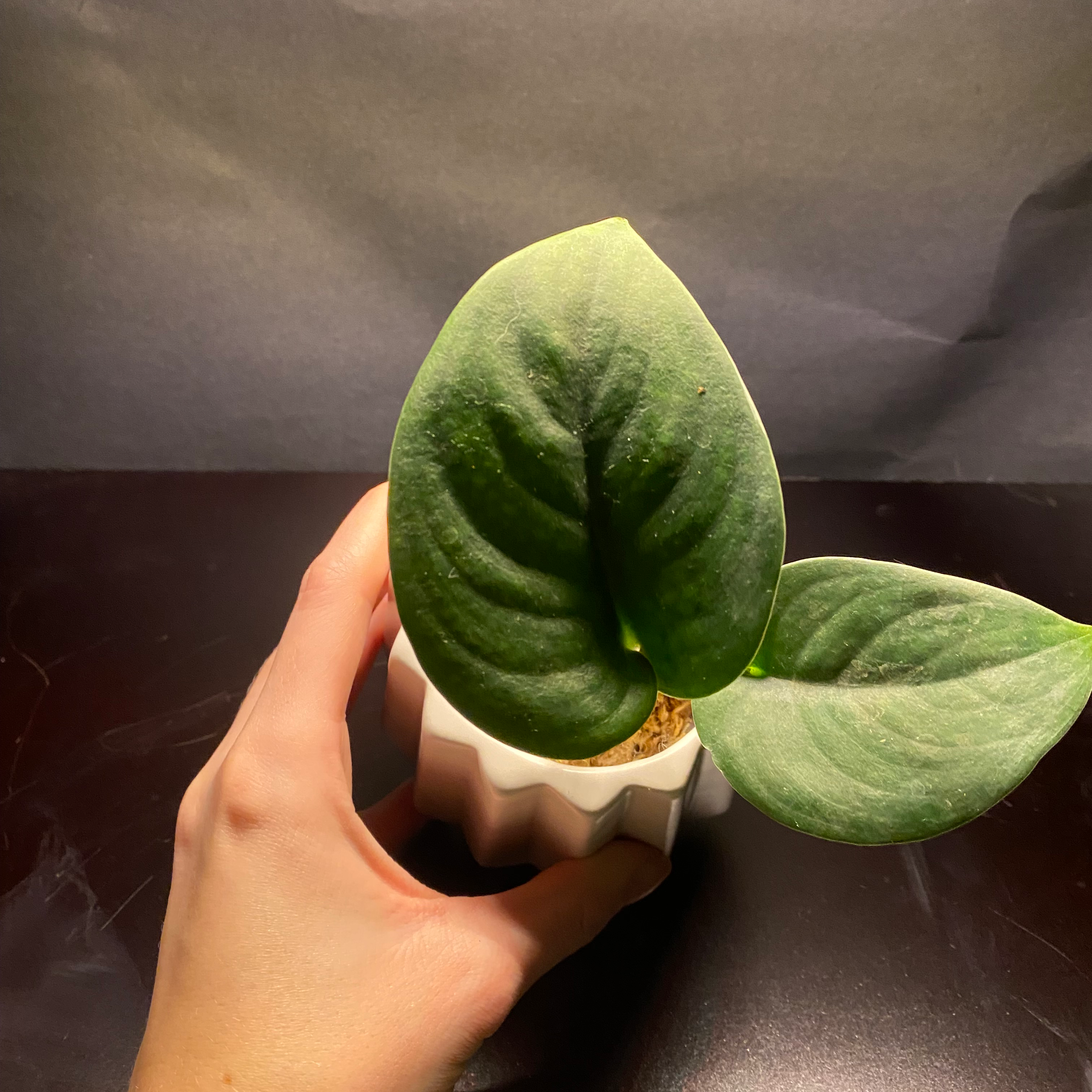 Jade Satin Pothos plant with two healthy leaves in a white pot, held by a hand.
