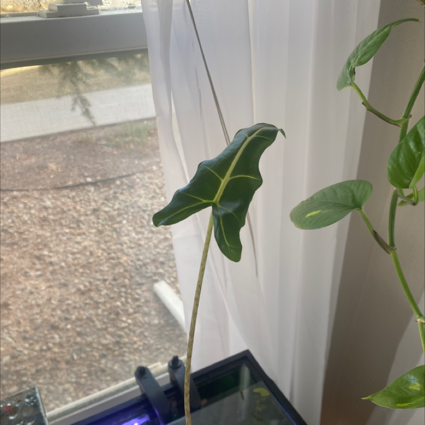 Alocasia 'Sarian' plant indoors near a window with green leaves.