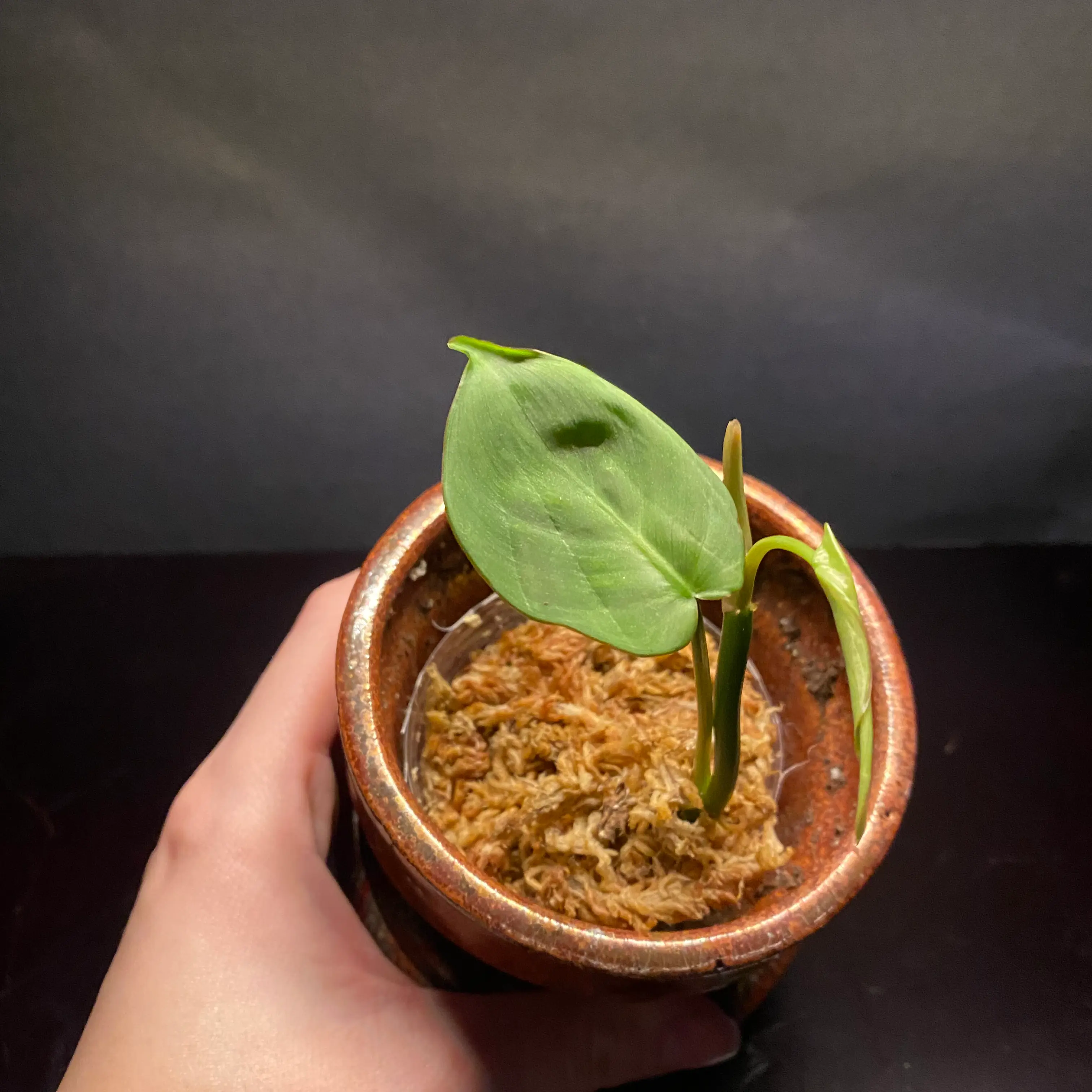 Camposportoanum Velvet Shield plant in a pot with visible soil, held by a hand.