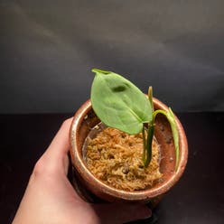 Camposportoanum Velvet Shield plant