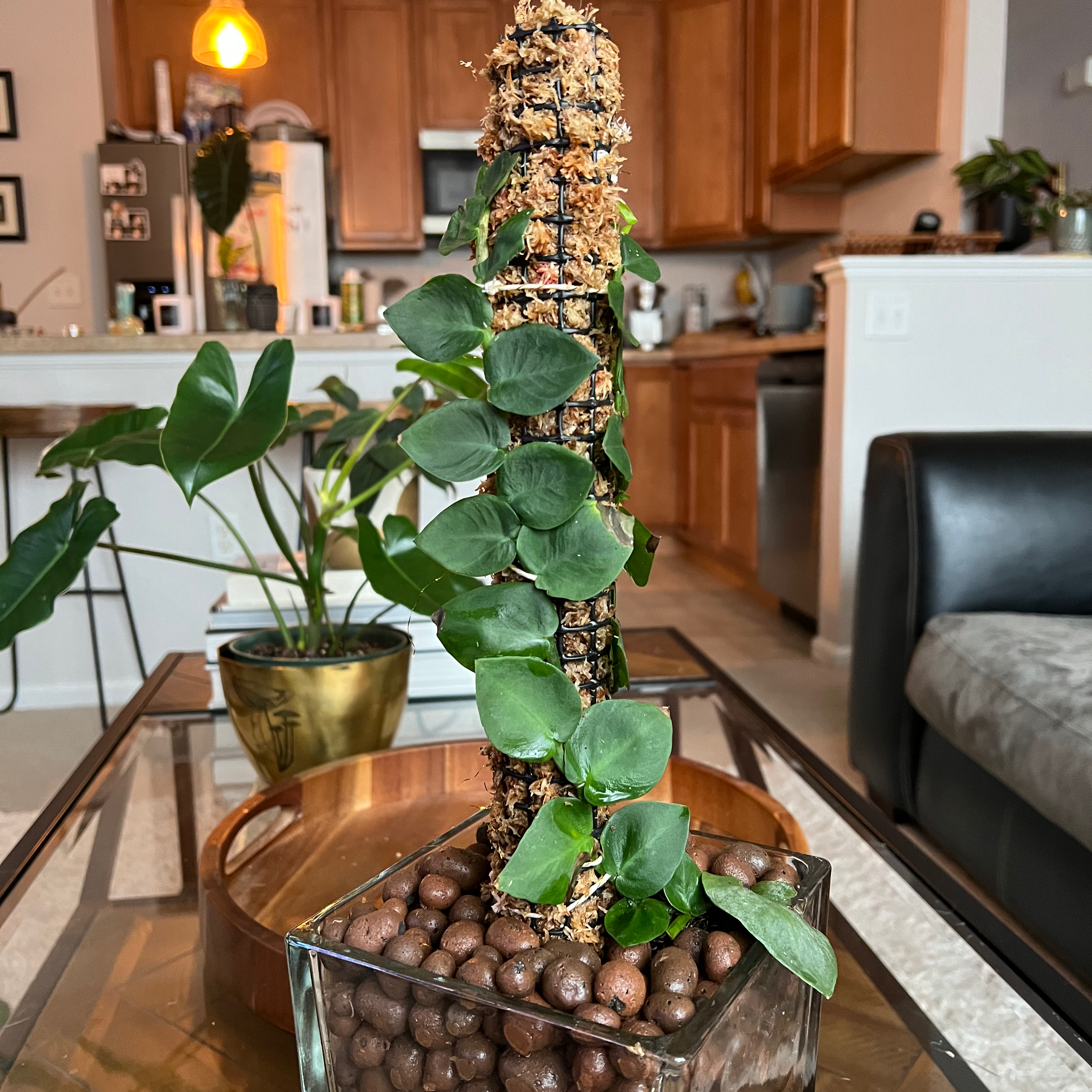 Rhaphidophora hayi plant climbing a moss pole in a glass container with LECA balls, placed on a table.