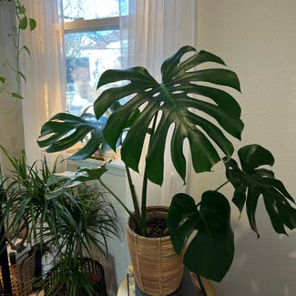 Monstera plant in Loveland, Colorado
