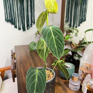 Black Gold Philodendron plant in Loveland, Colorado