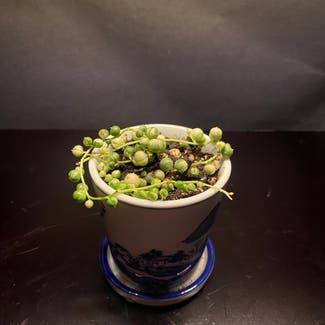 Variegated String of Pearls plant in Loveland, Colorado
