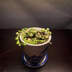 Variegated String of Pearls plant