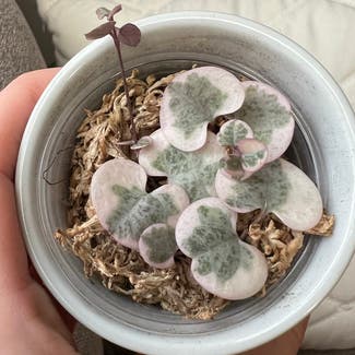 String of Hearts plant in Loveland, Colorado