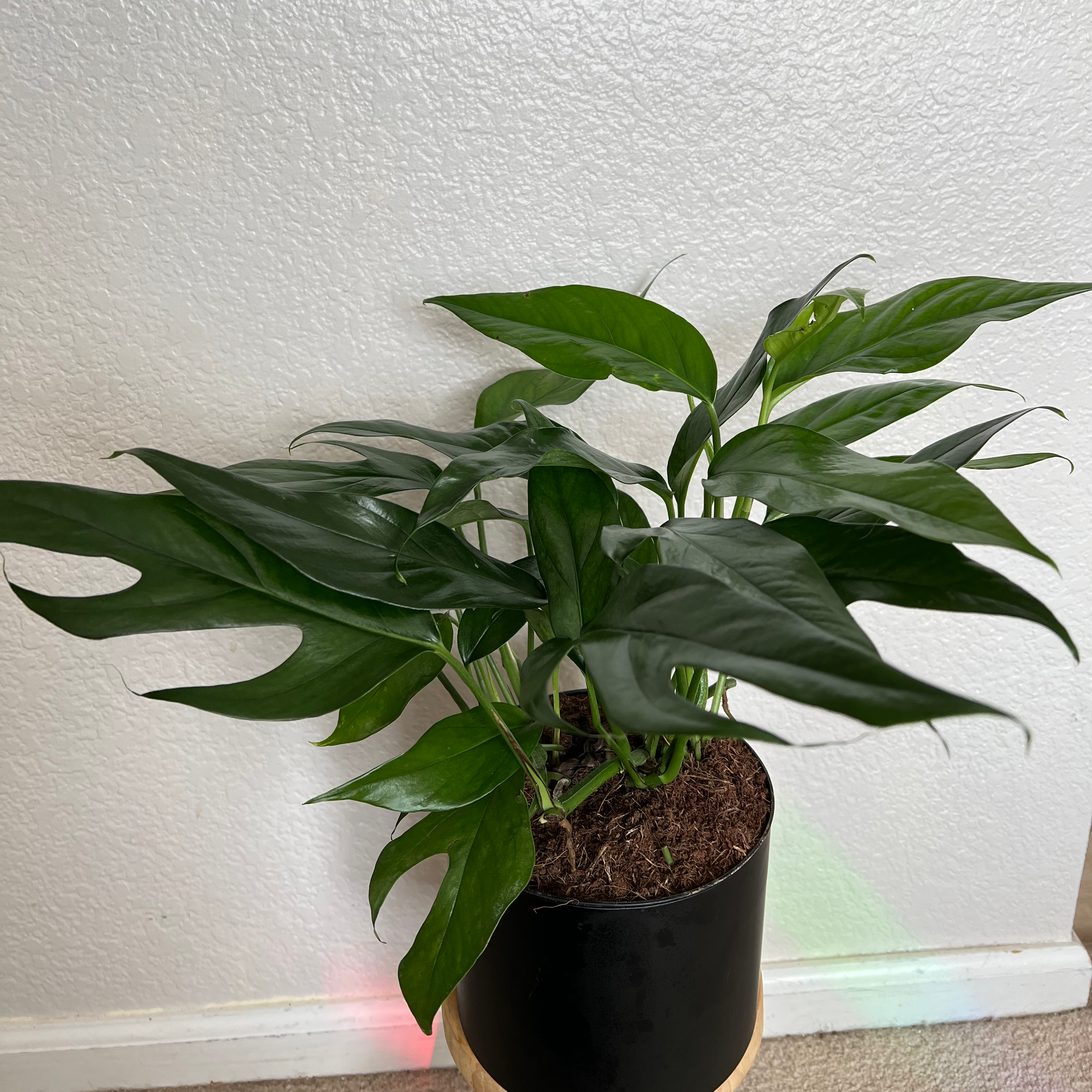 Healthy Baltic Blue Pothos plant with dark green, glossy leaves in a black pot.